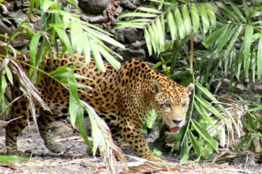 Zoo Martinique Léopard